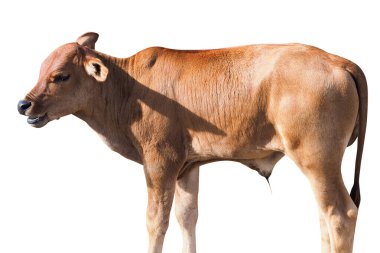 Beyaz arkaplanda izole edilmiş kahverengi dana