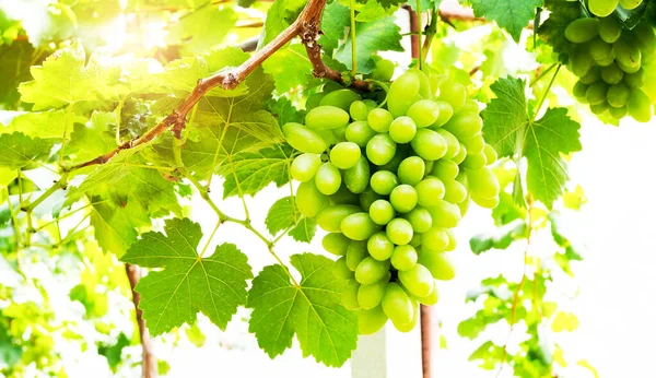 Racimos Uvas Verdes Viñedo —  Fotos de Stock