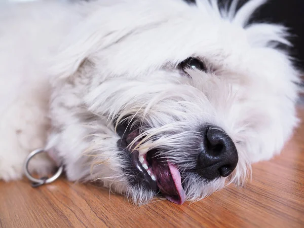 Yaşlı beyaz köpek ahşap bir zeminde yatıyor. Soğutmak için dilini dışarı çıkarıyor. Dişleri ve dişleri kesiyor.