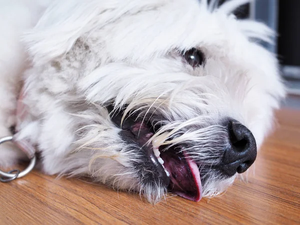 Hasta köpeğin yüzü tahta zeminde yatıyor ve sıcak havadan dolayı ağzını açıyor.