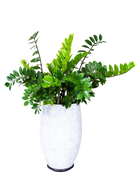 Zamioculcas Zamifolia Planta Sala Árvore Ornamental Vaso Para Decorações Casa — Fotografia de Stock