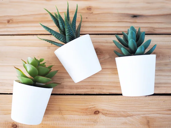 Gros Plan Plantes Ornementales Avec Cactus Pot Blanc Sur Table — Photo