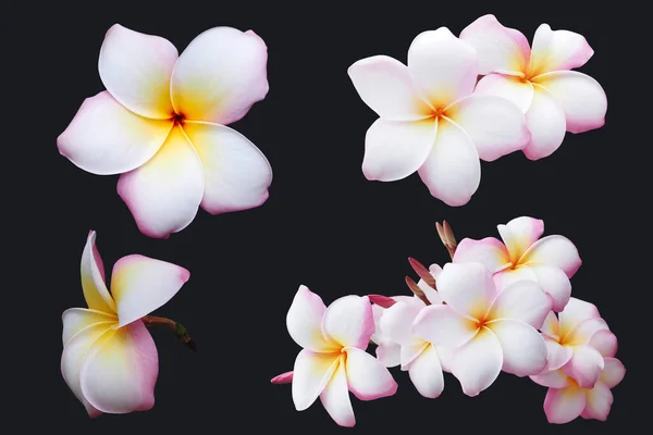 Tasarım için kırpma yolu olan güzel Plumeria Frangipan çiçekleri. Siyah arkaplanda izole.