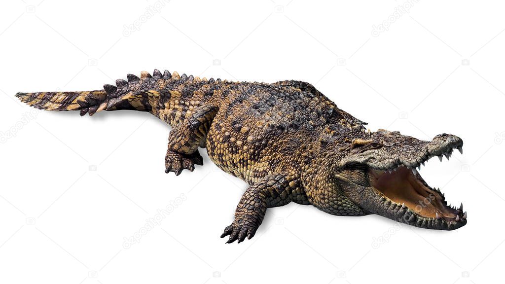 ferocious crocodile lying open mouth wide, and with scary fangs. di cut with clipping path isolated on white background.