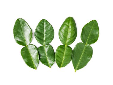 Taze kaffir limonu beyaz arka planda taze bergamot yaprağı bırakır..