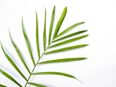 Tasarım arka planı için yeşil bambu yaprakları.