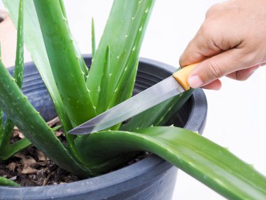 Güzellik derisi, saç veya ilaç olarak meyve suyu faydaları için aloe yaprakları kesmek