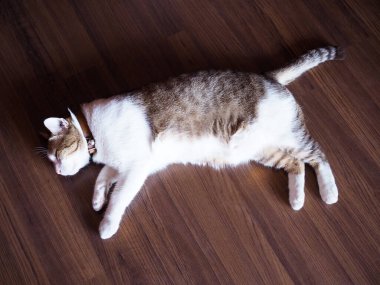 Şişko Tayland kedisinin üstünde, ahşap zeminde uyuyor..