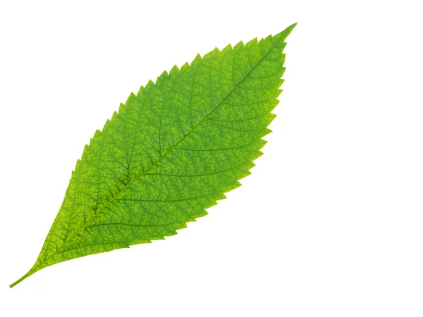 Fresh Green Leaves Freshness Environment Nature — Stock Photo, Image