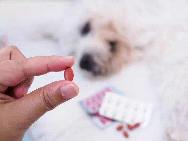 Sick white dog must receive medication for treatment and relieving pain