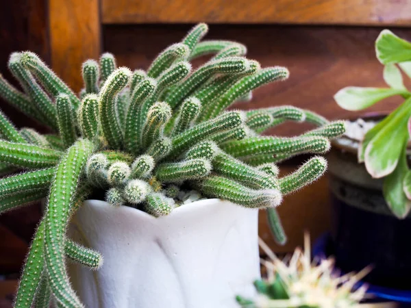 Petite Plante Avec Cactus Vert Dans Pot Céramique Blanche Pour — Photo