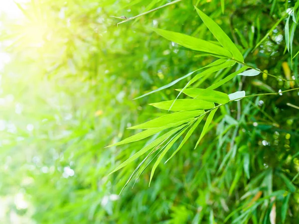 Background Wallpapers Green Leaves Bamboo Leaves Refreshing Garde — Stock Photo, Image