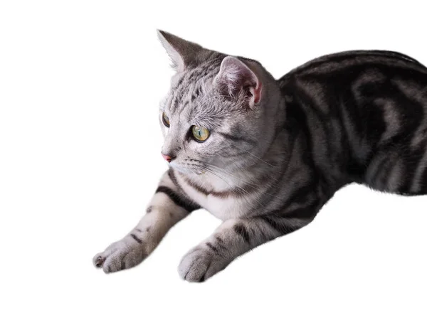 デザインのためのコピースペースと白い背景に隔離されたかわいい子猫バナーとグレーの猫 — ストック写真