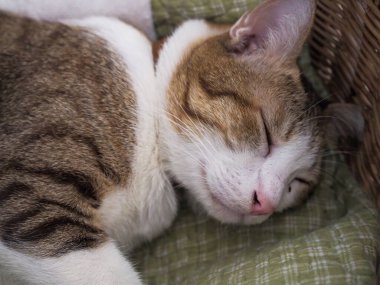 Hasta kahverengi kedi yorgunluk, sağlık ve evcil hayvan hastalığıyla uyuyor..