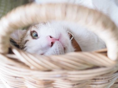 Beyaz kedi uyuyor ve bakan gözler, hasta hayvan konsepti için sağlık hizmetleri.