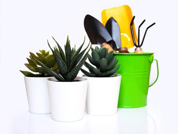 Plante Maison Avec Cactus Pot Avec Ensemble Outils Jardinage Équipement — Photo