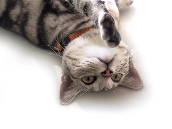 Söt Sällskapsdjur Med Randig Grå Katt Amerikansk Stenografikattunge — Stockfoto
