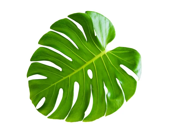 Plante Tropicale Aux Feuilles Monstère Isolées Sur Fond Blanc Avec — Photo