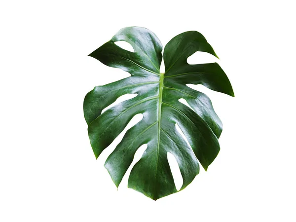 Plante Tropicale Aux Feuilles Monstère Isolées Sur Fond Blanc Avec — Photo