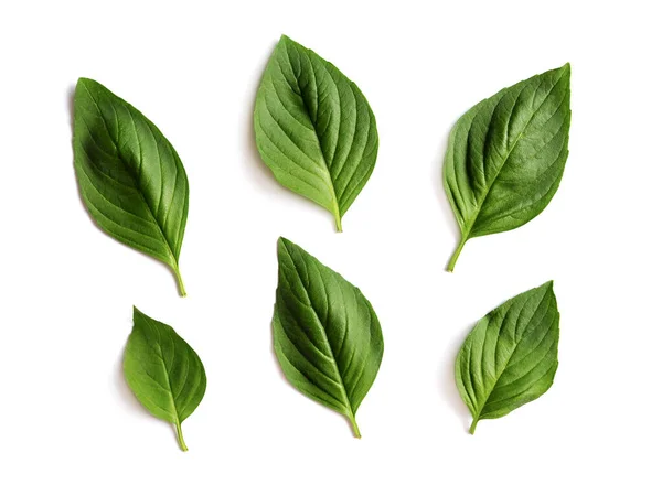 Wallpaper Fresh Basil Green Leaves Isolated White Background — Stock Photo, Image