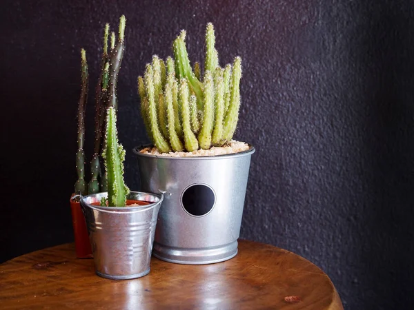 Espace Détente Avec Des Plantes Maison Cactus Pleine Croissance Pot — Photo