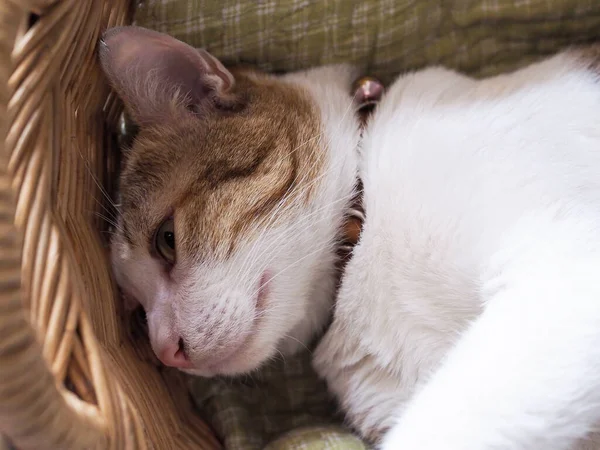 Tabby cat sleeping in basket, Pet health care concept.