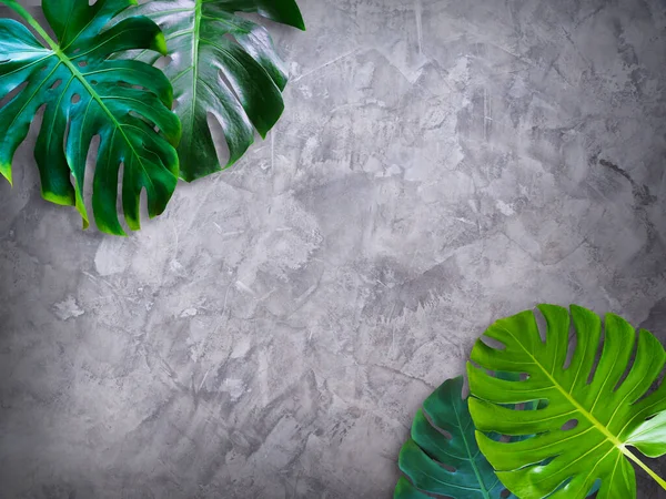 Monstera yeşil yapraklarının üst görünümü gri beton duvar zemininde izole edilmiş tropikal bitki ve metin düz tasarımı için kopya alanı.