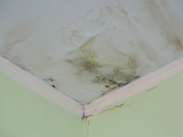 Banyo borularında lekeli ve küflü su sızıntısı olan tavanlar..