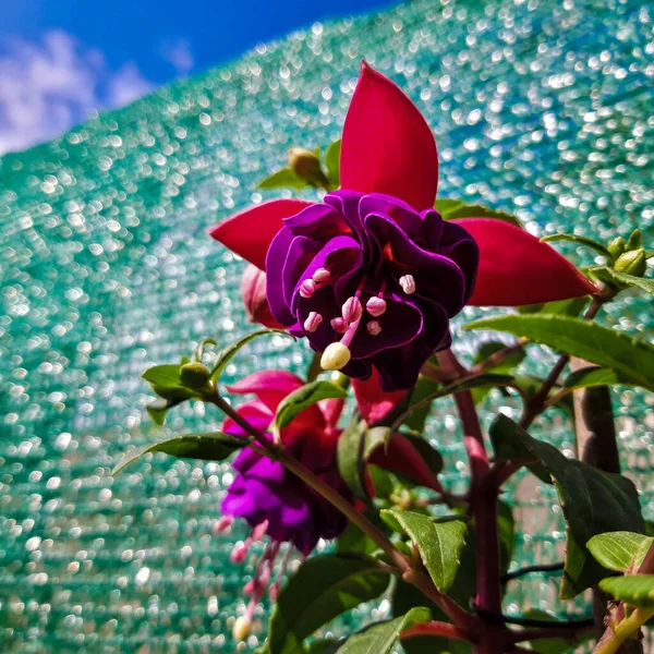 Fuchsia Magellanicaクローズアップ美しい新鮮な — ストック写真