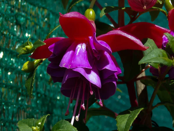 Fuchsia Magellanica Närbild Vacker Fräsch — Stockfoto