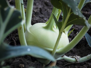 Kohlrabi Bitkisi yakında büyüyor.