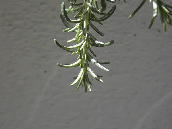 Planta Alecrim Verde Bonita Close — Fotografia de Stock