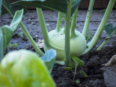 Yeşil Kohlrabi Bitkisi Yakından Büyüyor