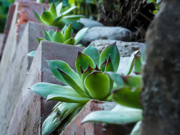 Sempervivum Tectorum Common Houseleek特写 — 图库照片