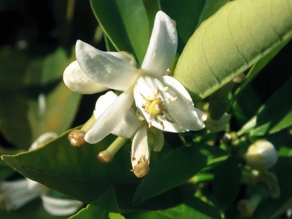 Belo Detalhe Closeup Flor Mandarina — Fotografia de Stock