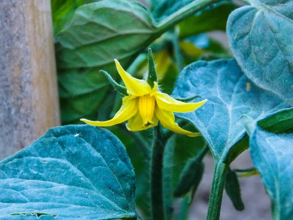 Organic cherry tomato flower Close-up