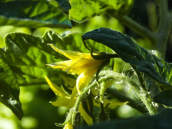 Organik Kiraz Çiçeği Yakın Plan — Stok fotoğraf
