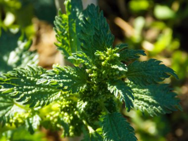 Güneşin altındaki ısırgan otu