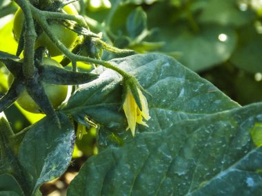 Organik kiraz çiçeği. Yakın plan.