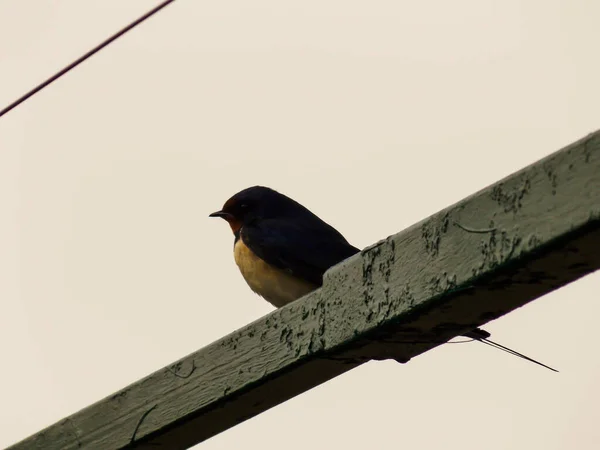 Belle Hirondelle Bleue Gros Plan — Photo