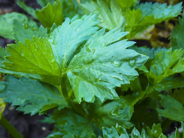 Green Parsley Leaf Closeup Background — Stock Photo, Image