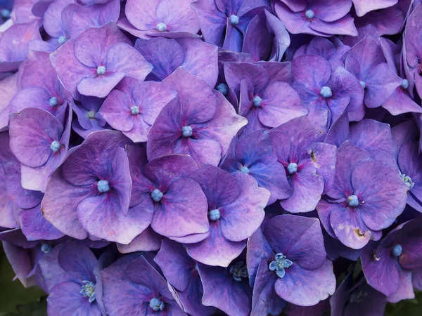 Violet Blue Hydrangea Close Background — 스톡 사진