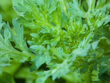 Güzel Yeşil Çimen Kapatma Arkaplanı