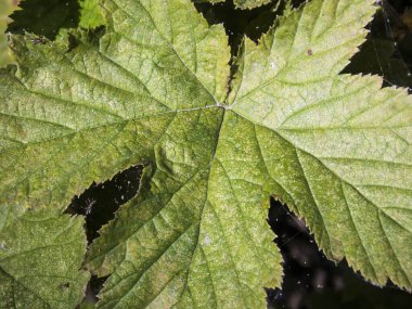 Rosaceae potentilla yaprağı kapat