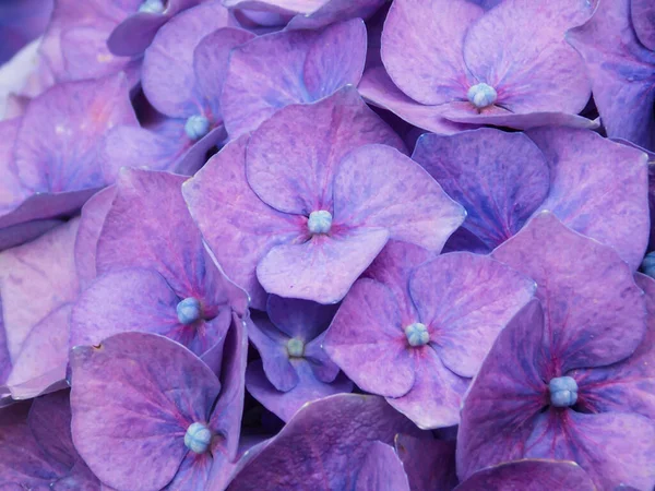 Violeta Azul Hortensia Primer Plano Fondo — Foto de Stock