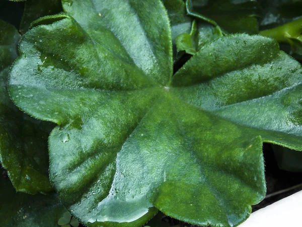 Green Leaf Closeup Background Clove — 스톡 사진