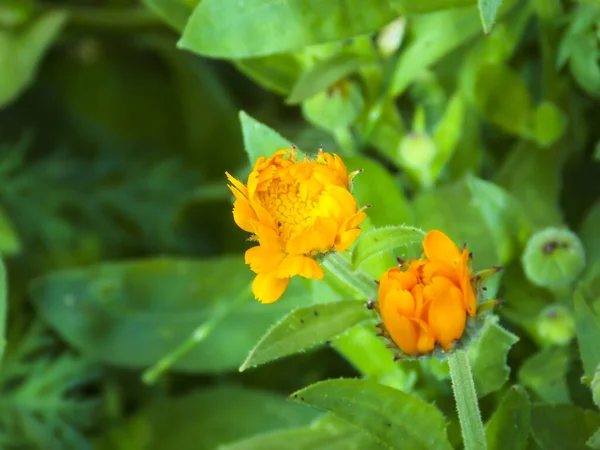 Pote Marigold Flor Fechar Macro — Fotografia de Stock