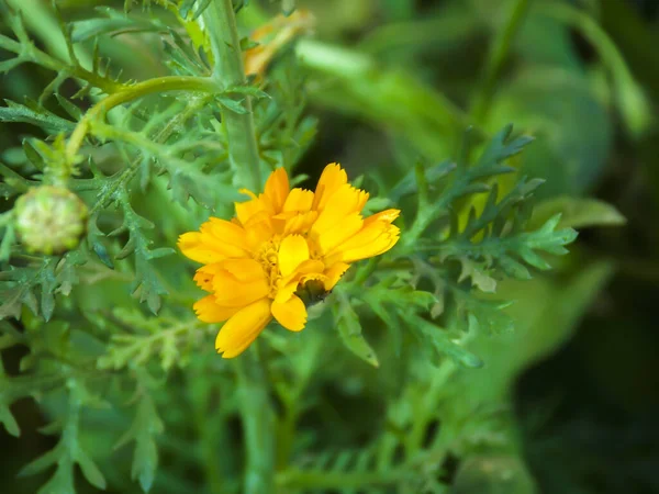 Pote Marigold Flor Fechar Macro — Fotografia de Stock