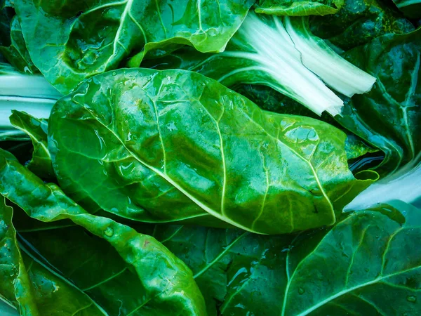 Healthy Green Swiss Chard Closeup — Stock Photo, Image