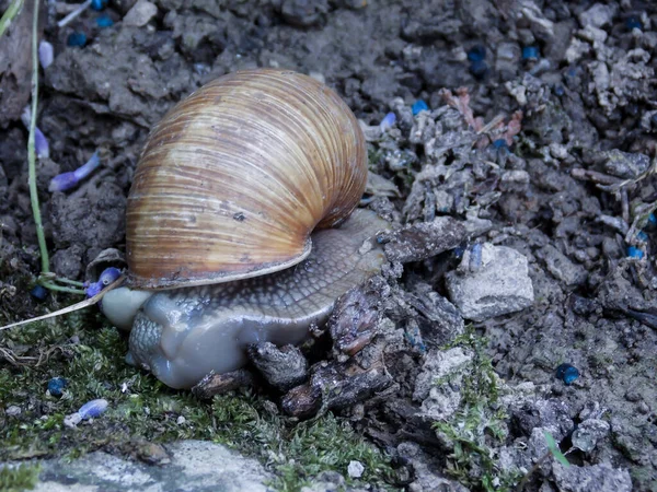 Caracol Morto Macro Close — Fotografia de Stock